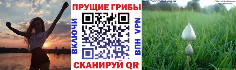 Галлюциногенные грибы прущие грибы  где найти   Усть-Илимск 